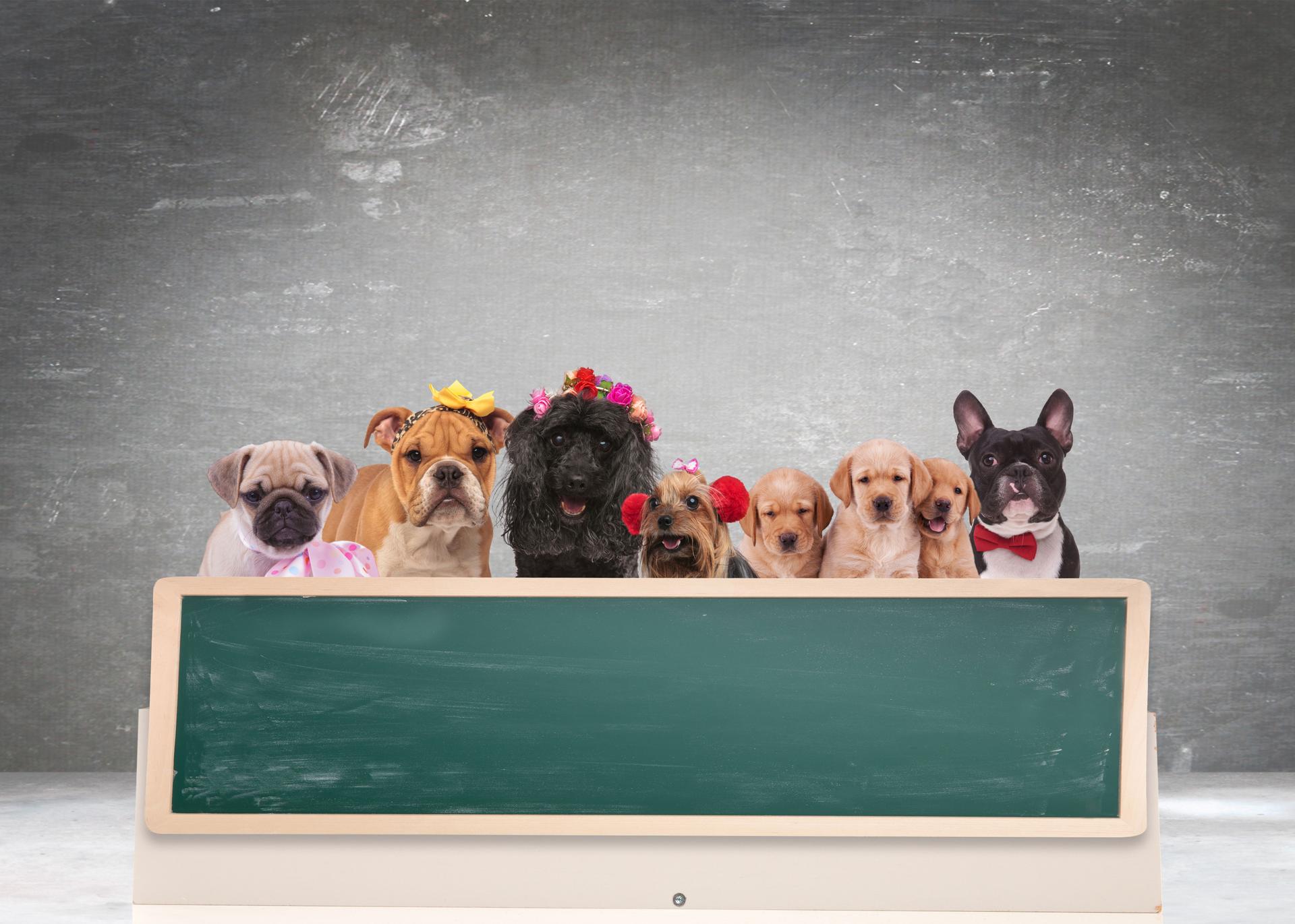 team of cute dogs behind of big blank blackboard